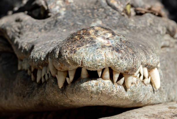istock Close up Head of Crocodile with Teeth Isolated on Background 1225720250