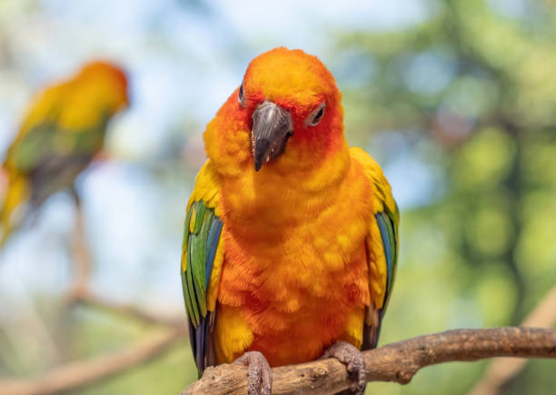 istock Close up Sun Conure Parrot Perched on Branch Isolated on Background 1225720251