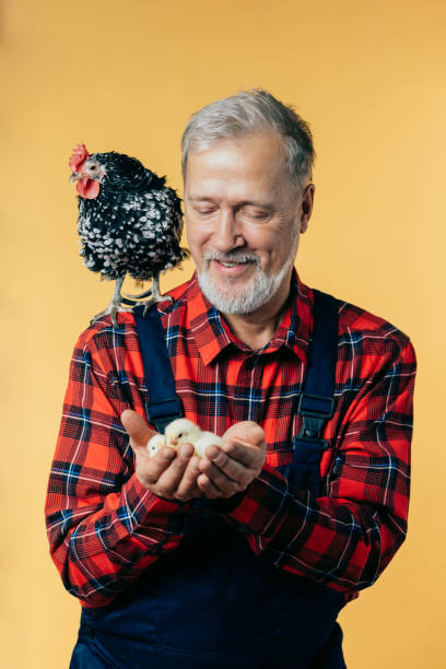 istock cheerful grey-haired man trying to protect chickens 1225723535
