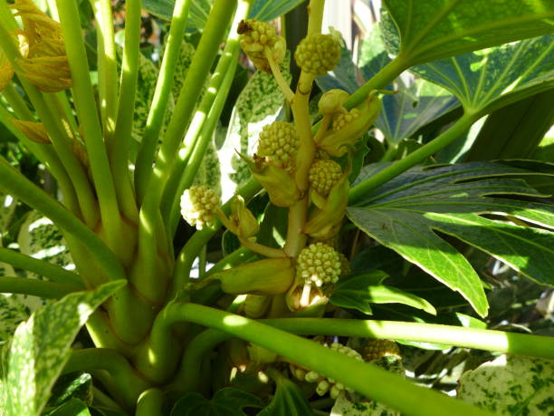 istock Fatsia Japonica 1225723681