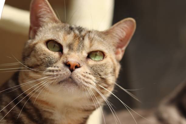 istock A cute cat that looks curious and looks out. 1225723806