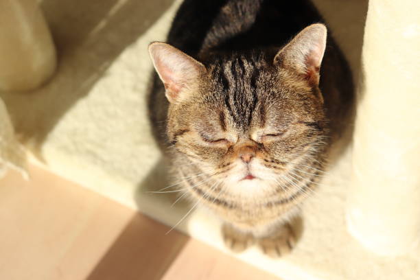 istock A cute cat looking up dazzlingly in the sunlight. 1225723831