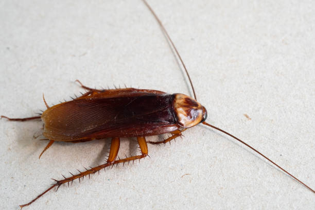 istock close up of cockroach on paper background. 1225724632