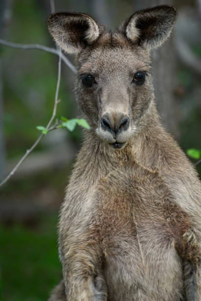 istock Grey Kangaroo in the bushland 1225724653