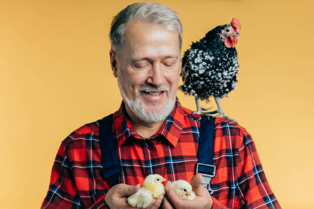 istock friendly old farmer looking at little chicken with pleasure 1225724662