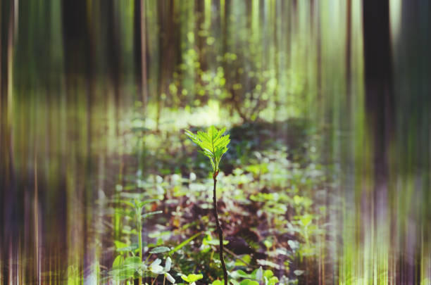 Beautiful spring forest may landscape.