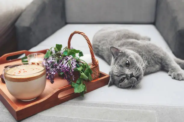 Breakfast in bed with dalgona-coffee, chocolate cookies and a lush fresh bouquet of purple lilac in a wicker basket, grey sofa and a grey short-haired British cat with yellow eyes lazily lies and resting