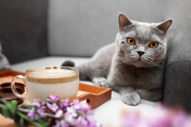 gray Shorthair British cat with yellow eyes on gray sofa with wooden tray with dalgona-coffee, chocolate cookies and lush fresh bouquet of purple lilac in wicker basket. cozy homemade Breakfast in bed