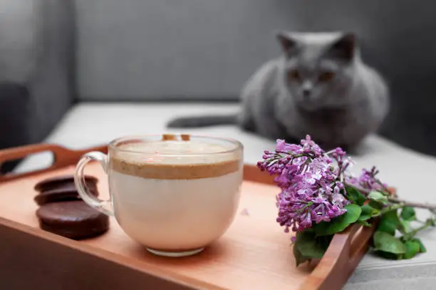 Breakfast in bed with dalgona-coffee, chocolate cookies and a lush fresh bouquet of purple lilac in a wicker basket, a grey sofa and a grey Shorthair British cat on the background