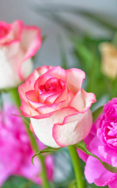 istock bouquet of red roses grows on a beautiful background 1225725836