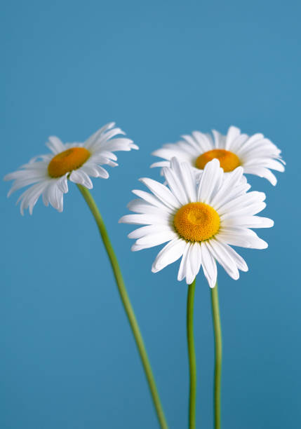 istock daisy flower growing on a blue background 1225725838