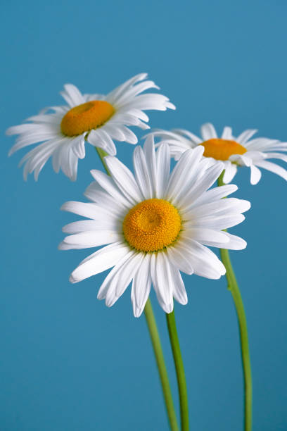 istock daisy flower growing on a blue background 1225725907