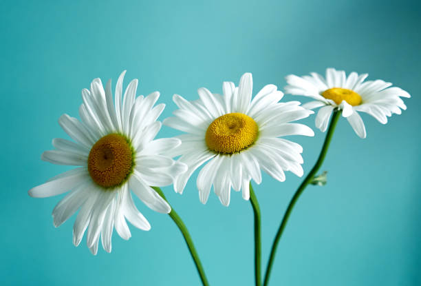 istock daisy flower growing on a blue background 1225725932