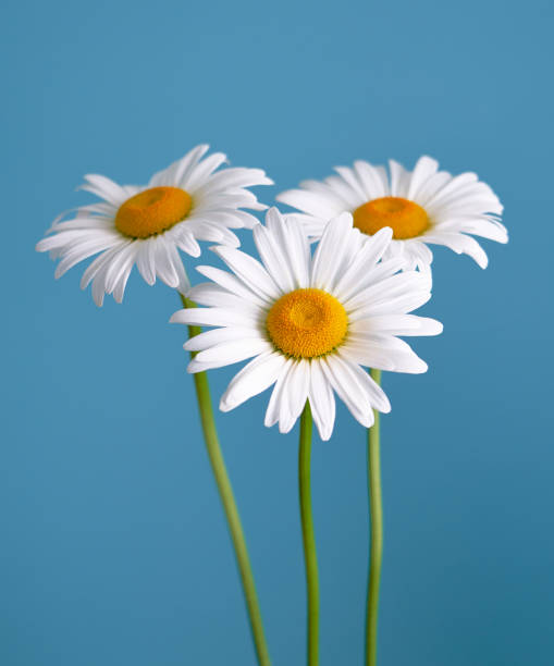 istock daisy flower growing on a blue background 1225725936