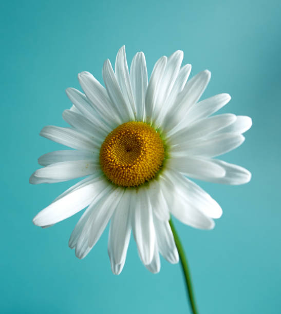 istock daisy flower growing on a blue background 1225725945