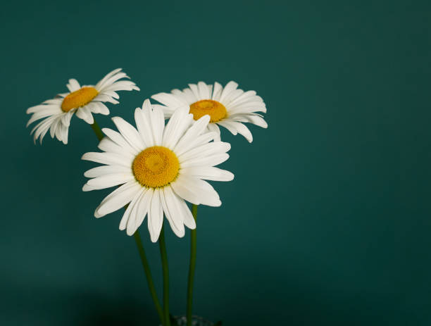 istock daisy flower growing on a blue background 1225726050