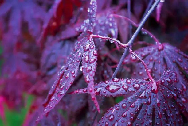 Photo of Red  maple leaves in the rain, fresh summer foliage with water droplets.