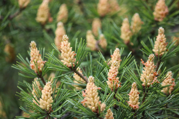 istock Selective focus. Male pine cones (Pinus sylvestris). Pine pollen is a strong allergen. 1225726192