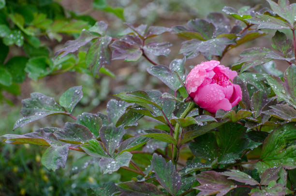 雨の中の牡丹の花 - luoyang ストックフォトと画像