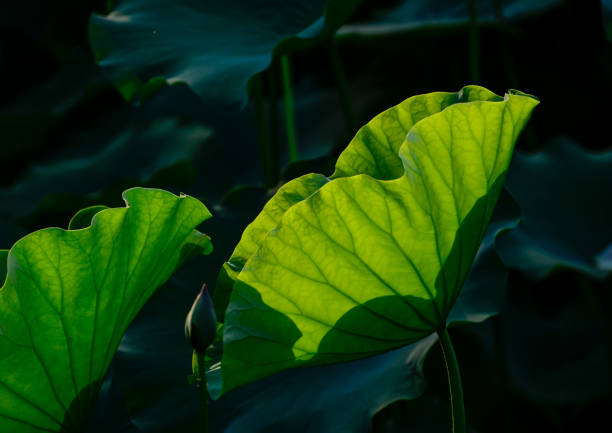 istock The lotus leaf in the pond 1225726960