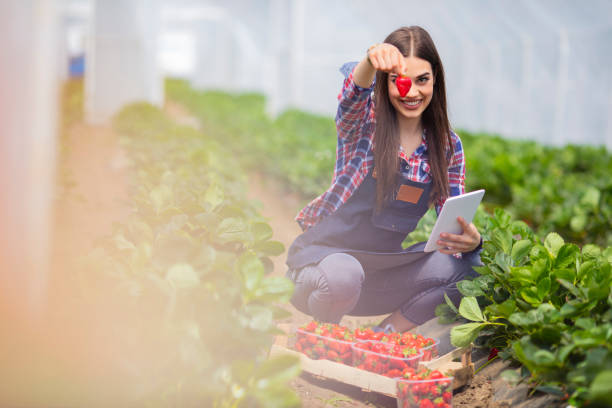 Female scientist inspecting strawberry plants growing in greenhouse. Girl with digital tablet working in a greenhouse. Farmer controlling strawberry in greenhouse. Greenhouse and organic vegetable healthy food