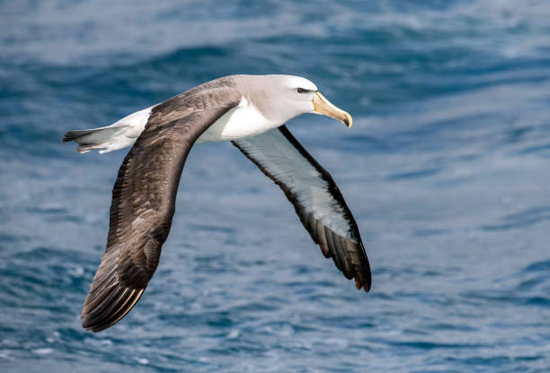 istock Adult Salvin's Albatross (Thalassarche salvini) 1225728151
