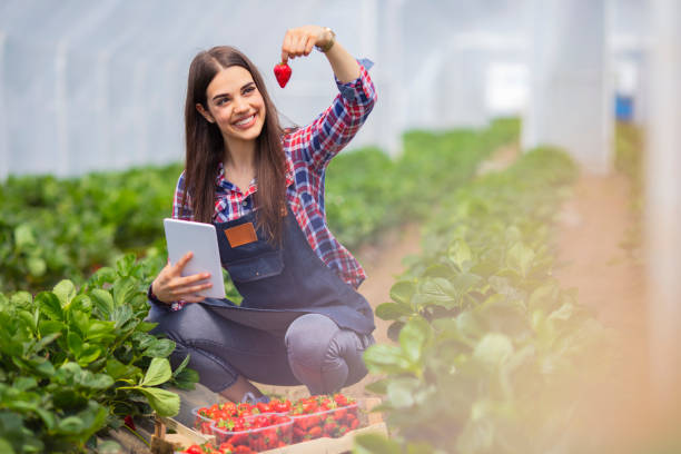 Female researcher technician studying with a tablet, dressed in office clothes,office shirt and apron in all withe greenhouse. Female Farmer in a greenhouse.
