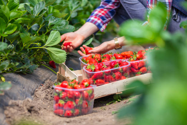 istock Female hand rips strawberries from the bush. 1225728189