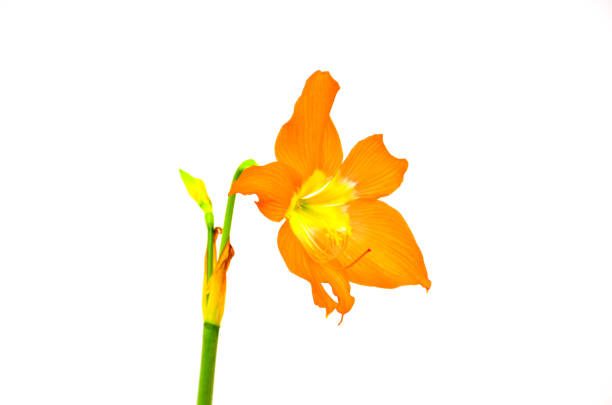 istock Yellowish orange Amaryllis flower 1225729307