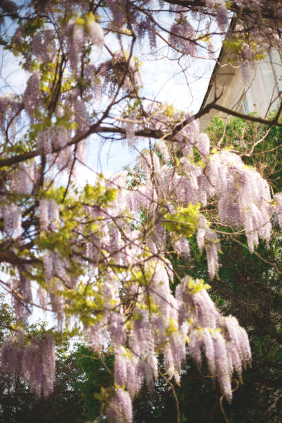 istock beautiful blooming lilac wisteria tree at sunset 1225729330