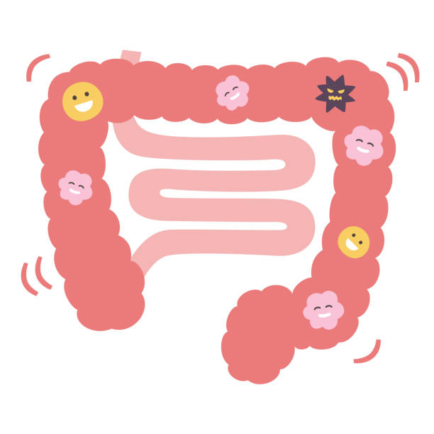 illustrations, cliparts, dessins animés et icônes de bon équilibre de la flore intestinale. illustration du gros intestin rose et de l’intestin grêle. - intestin grêle humain