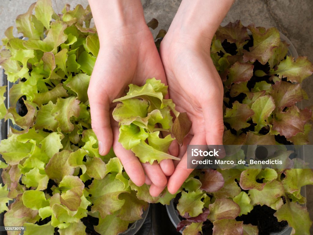 Woman hands picking the lettuce grown on the balcony Balcony Stock Photo