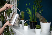 Hands holding a metal watering can and watering indoor plants