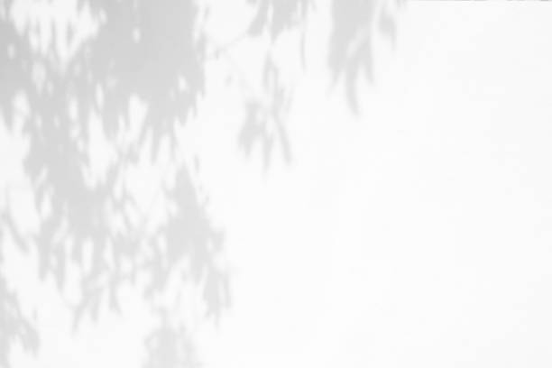 istock shadows of the tree branches on a white wall 1225732144