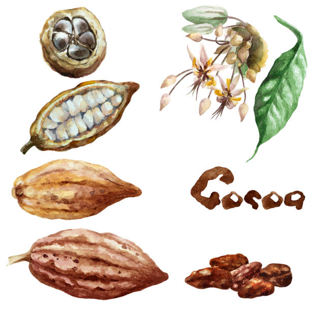 Set of whole and cut cocoa pods, beans, flower and leaf on a white background. Hand drawn watercolor. Set of whole and cut cocoa pods, beans, flower and leaf on a white background. Hand drawn watercolor illustration. theobroma cacao flower stock illustrations