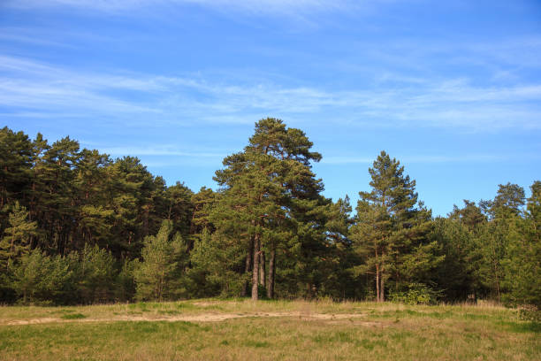 Edge of a pine forestEdge of a pine forest on a clear day at sunset
