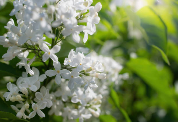 istock Branch of a blossoming apple tree 1225733447