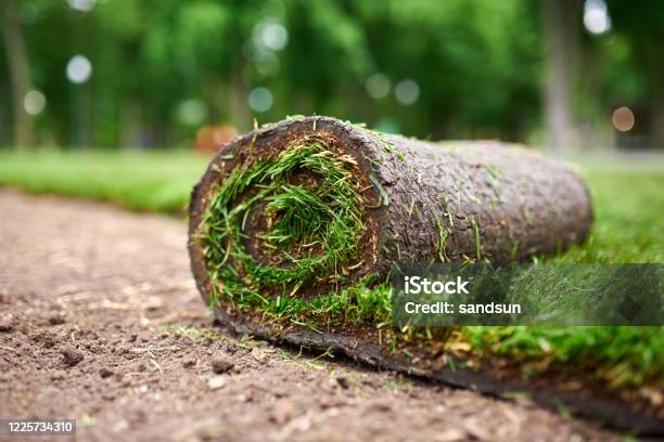 Making New Lawn Using Roll Grass Stock Photo - Download Image Now - Turf, Yard - Grounds, Grass