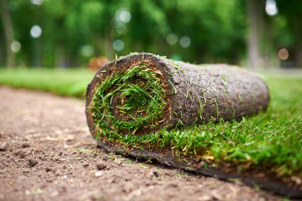 making new lawn using roll grass - sod field imagens e fotografias de stock