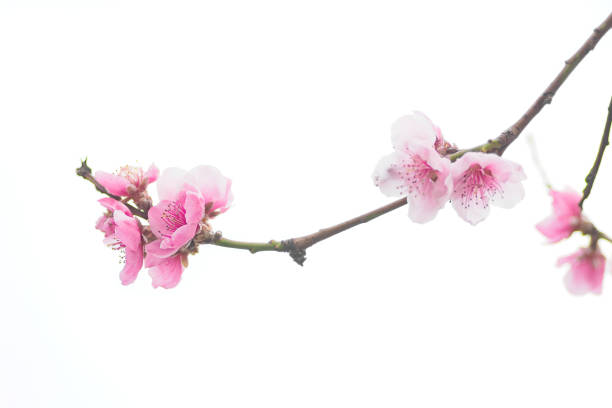 beginning of spring blooming pink peach buds branch selective focus