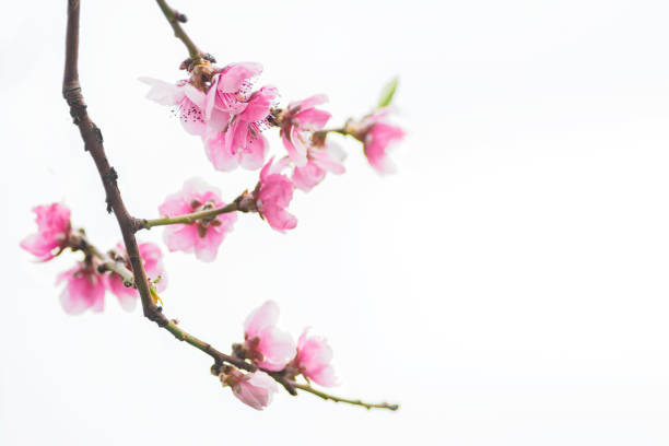istock beginning of spring blooming downy peach buds pink colors 1225734331