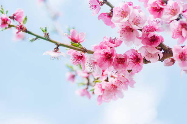 istock beginning of spring blooming downy peach buds pink colors 1225734333