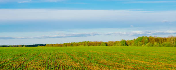 istock Spring or summer landscape. Field and green forest against a blue sky with clouds 1225734339