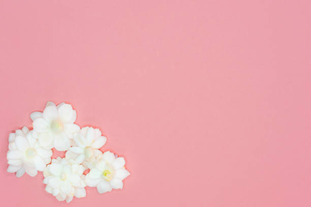 istock Blossom jasmine on pink background with copy space. 1225734725
