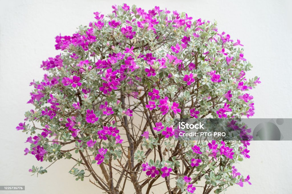 Foto de Blossom Purple Sage Texas Ranger Folha De Prata Ou Planta De Cinzas  No Jardim e mais fotos de stock de Beleza - iStock