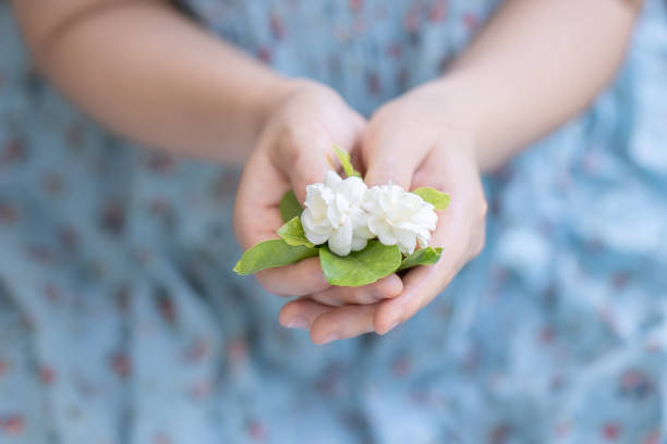 Woman's hands holding blossom jasmine in her hands.