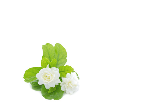 Blossom jasmine on white background.