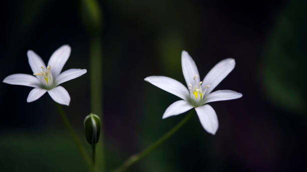 istock White, delicate, small, attractive flower.Bee yummy. 1225737393