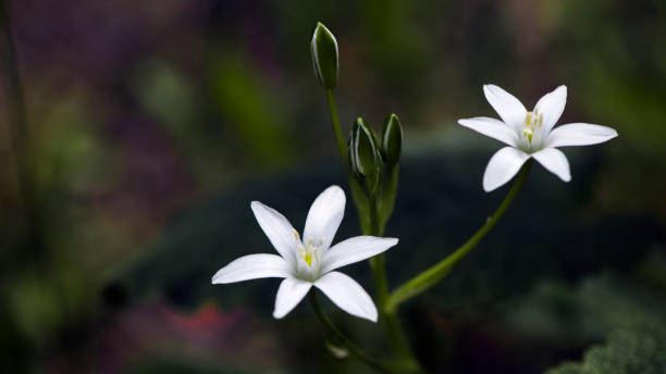 istock White, delicate, small, attractive flower.Bee yummy. 1225737426