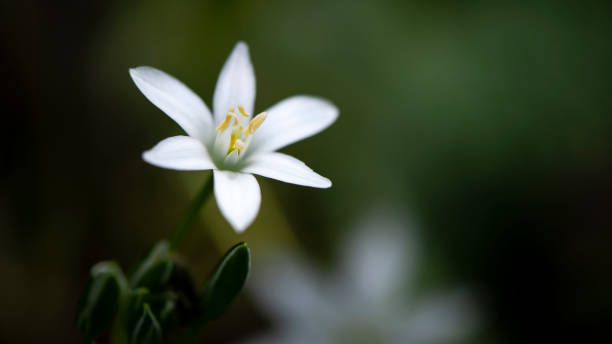 istock White, delicate, small, attractive flower.Bee yummy. 1225737432